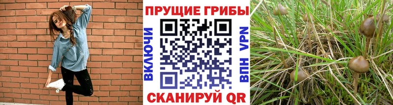 KRAKEN ССЫЛКА  Южа  Галлюциногенные грибы Magic Shrooms 